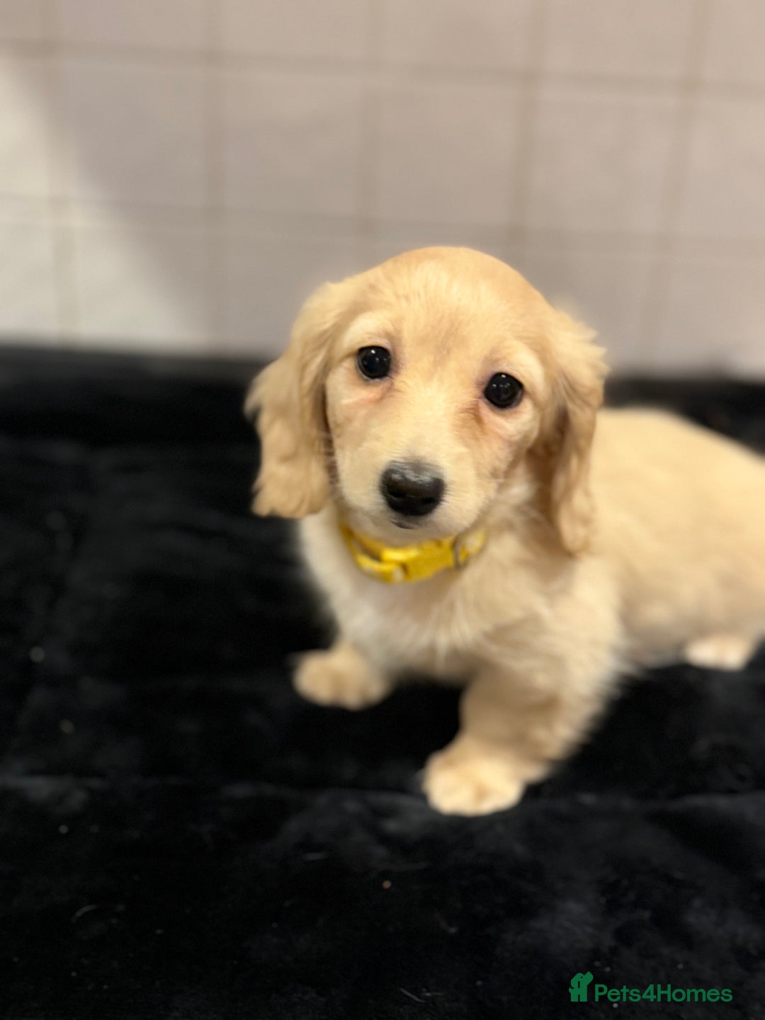Dachshund dogs for sale: Mini long haired cream/shaded cream girls  - Advert 5