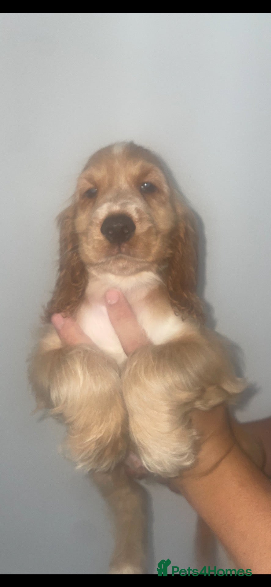 Cocker Spaniel dogs 2 beautiful boys available 🐾 - Advert 2