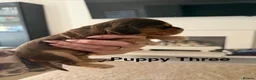 Cocker Spaniel dogs for sale: *SHOW TYPE COCKER SPANIEL PUPPIES* in Walsall - Advert 9