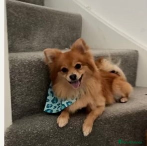 Pomeranian dogs 4 years old male Pomeranian  - Advert 9