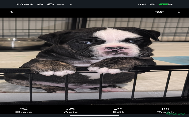 Old Tyme Bulldog dogs Old tyme bulldog pups  - Advert 1