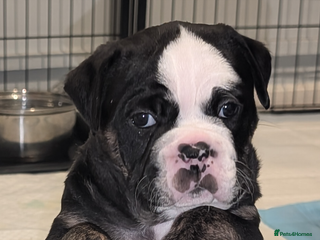 Old Tyme Bulldog dogs Old tyme bulldog pups - Advert 20