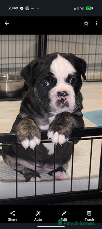 Old Tyme Bulldog dogs Old tyme bulldog pups - Advert 19