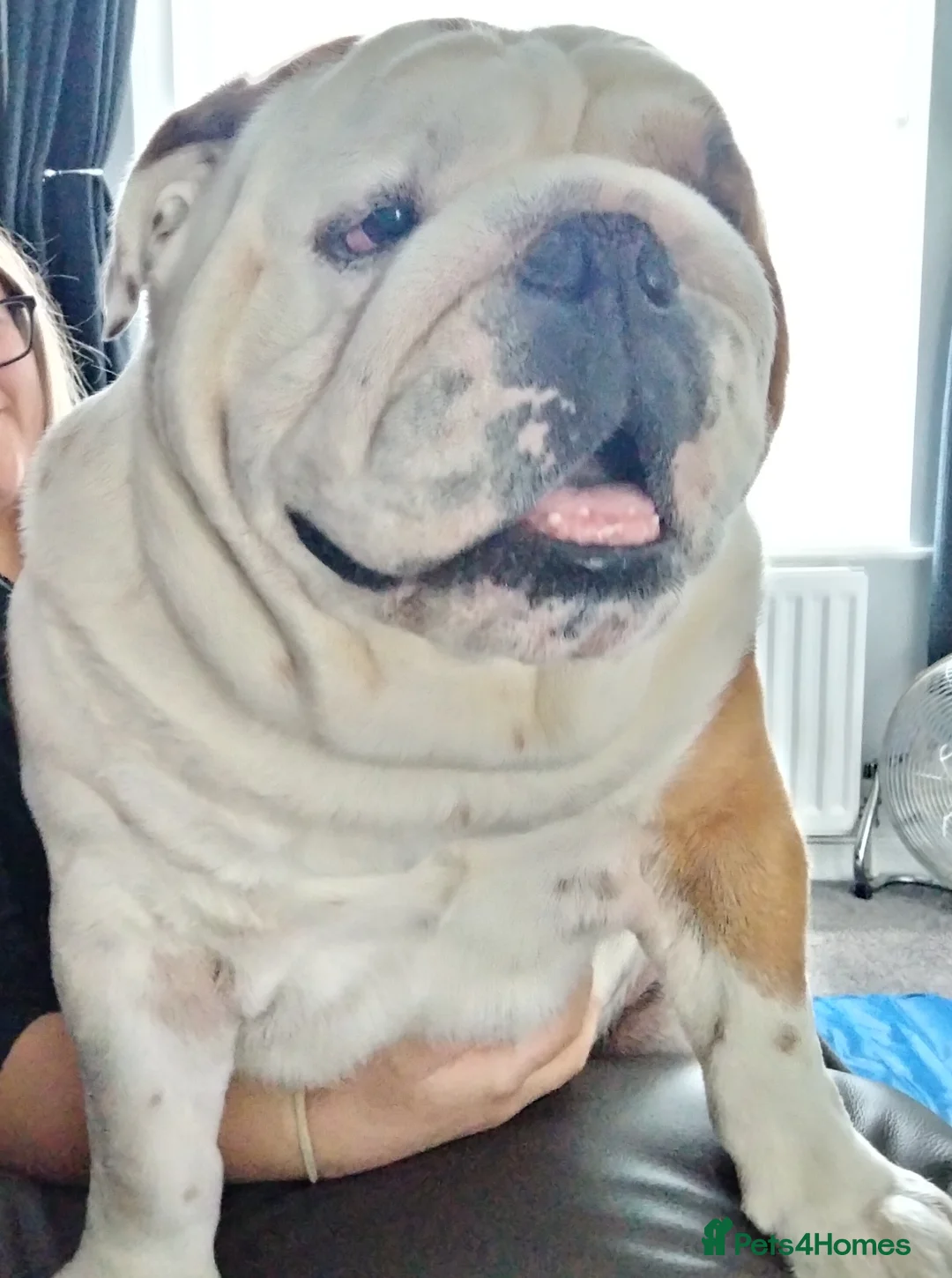 English Bulldog dogs for stud: For stud: Jaxx 9 Champions in bloodline in Brighouse - Advert 5