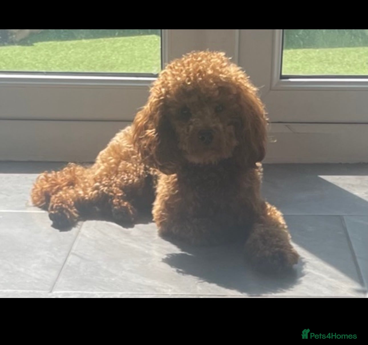 Miniature Poodle dogs Mr bean miniature poodle stud  - Advert 10