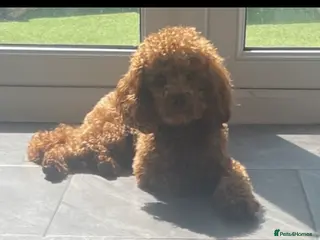 Miniature Poodle dogs Mr bean miniature poodle stud - Advert 10