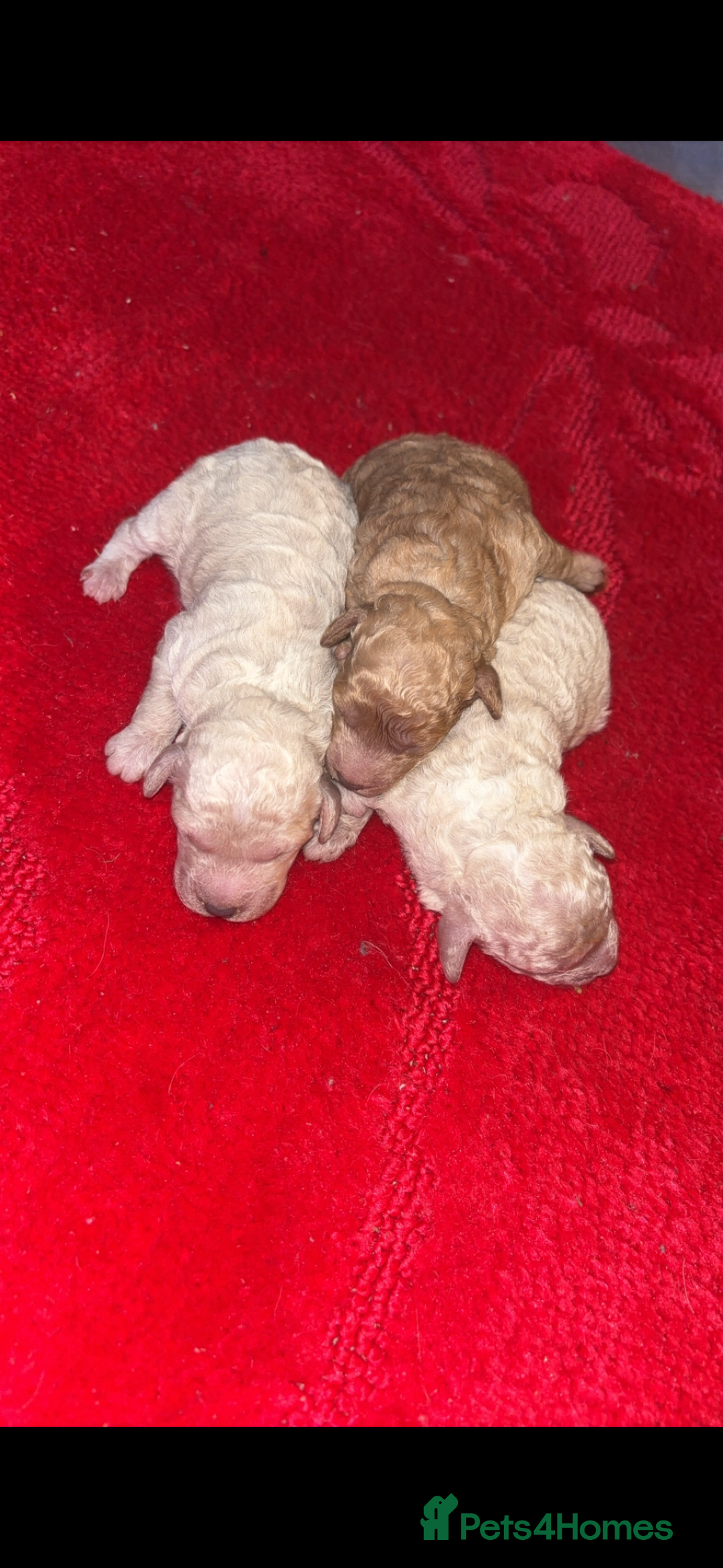 Miniature Poodle dogs for sale: Poodle puppies - Advert 2
