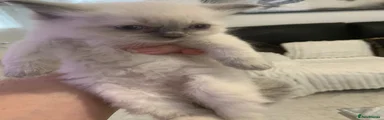 Ragdoll 1