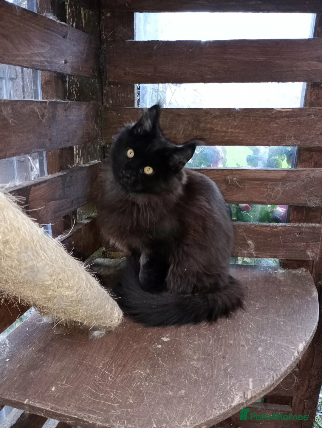 Maine Coon cats for sale: Pedigree Maine coon - Advert 1