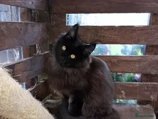 Maine Coon cats Pedigree Maine coon - Advert 15