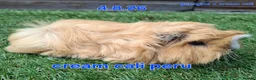 Guinea Pig rodents for sale: Fluffy boy guinea pigs teddy, alpaca, peruvian - Advert 6