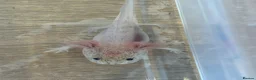 Axolotl reptiles for sale: Axolotl Babies  - Advert 2