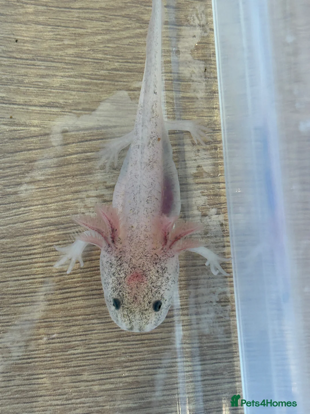 Axolotl reptiles for sale: Axolotl Babies  - Advert 2