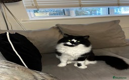 Ragdoll cats for sale: Mimi ragdoll cross  - Advert 2