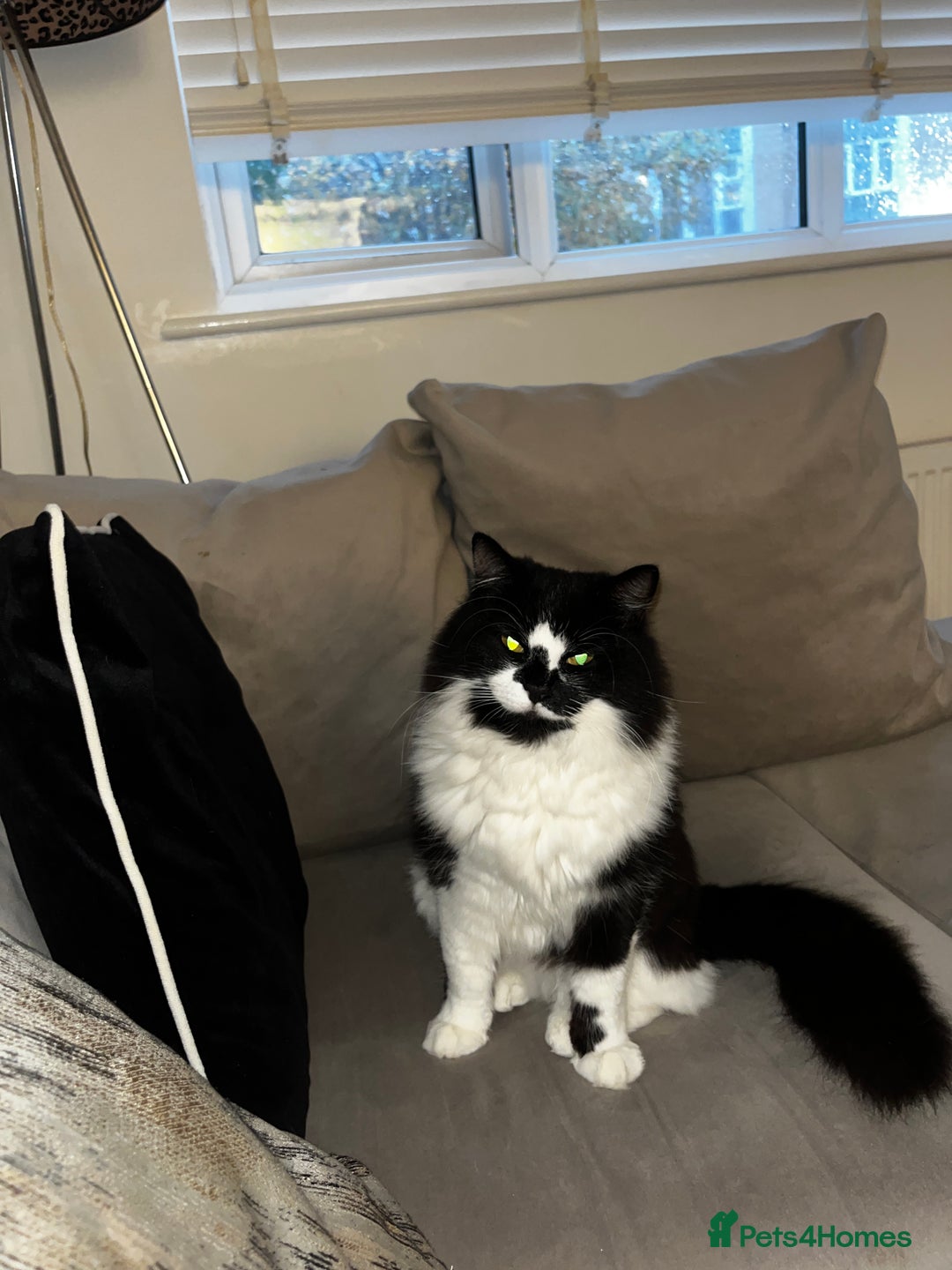 Ragdoll cats for sale: Mimi ragdoll cross  - Advert 2