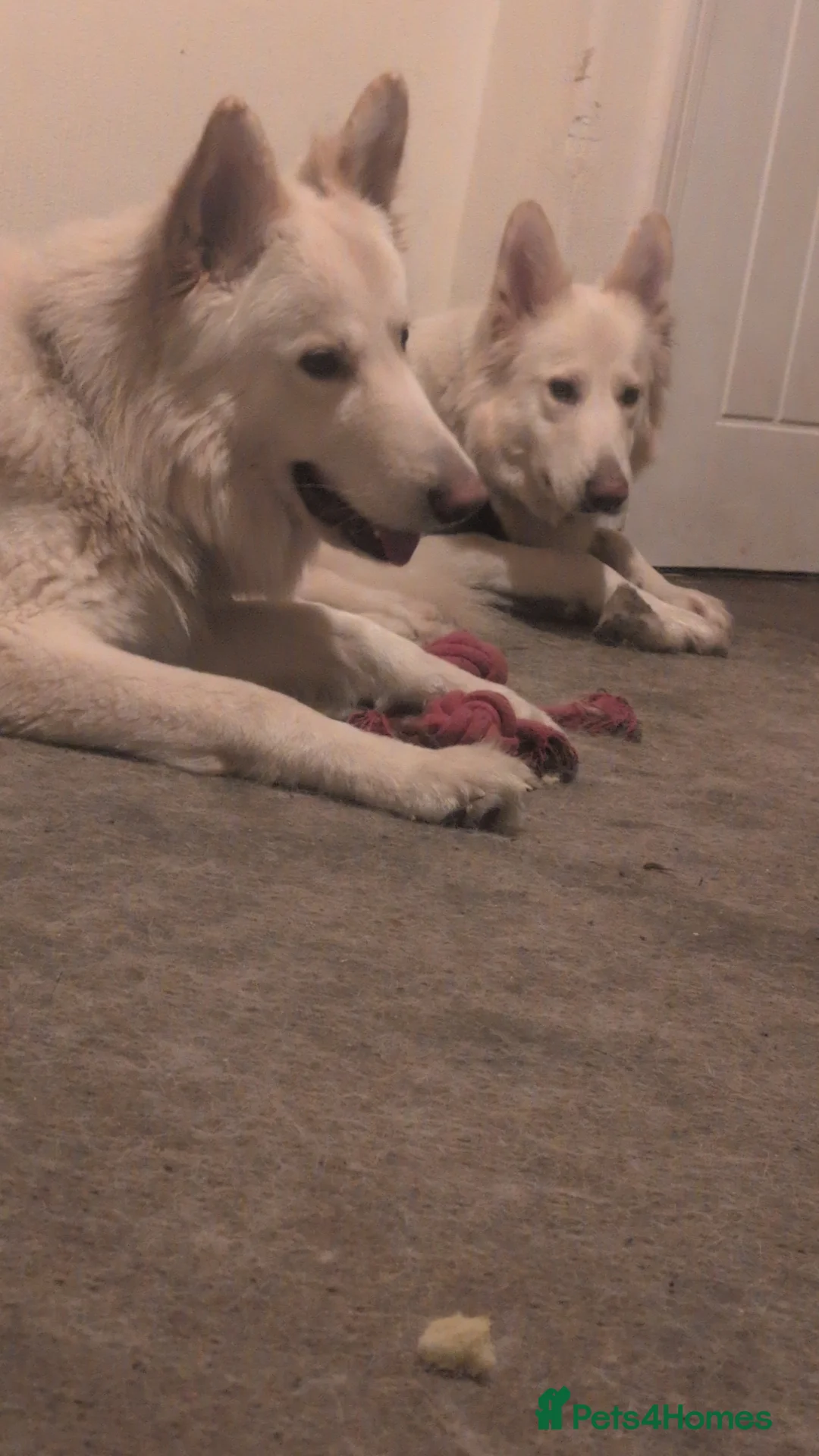 White Swiss Shepherd dogs for sale: WHITE shepherds. - Advert 4