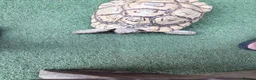Mixed Breed reptiles for sale: Tortoise for sale  - Advert 1