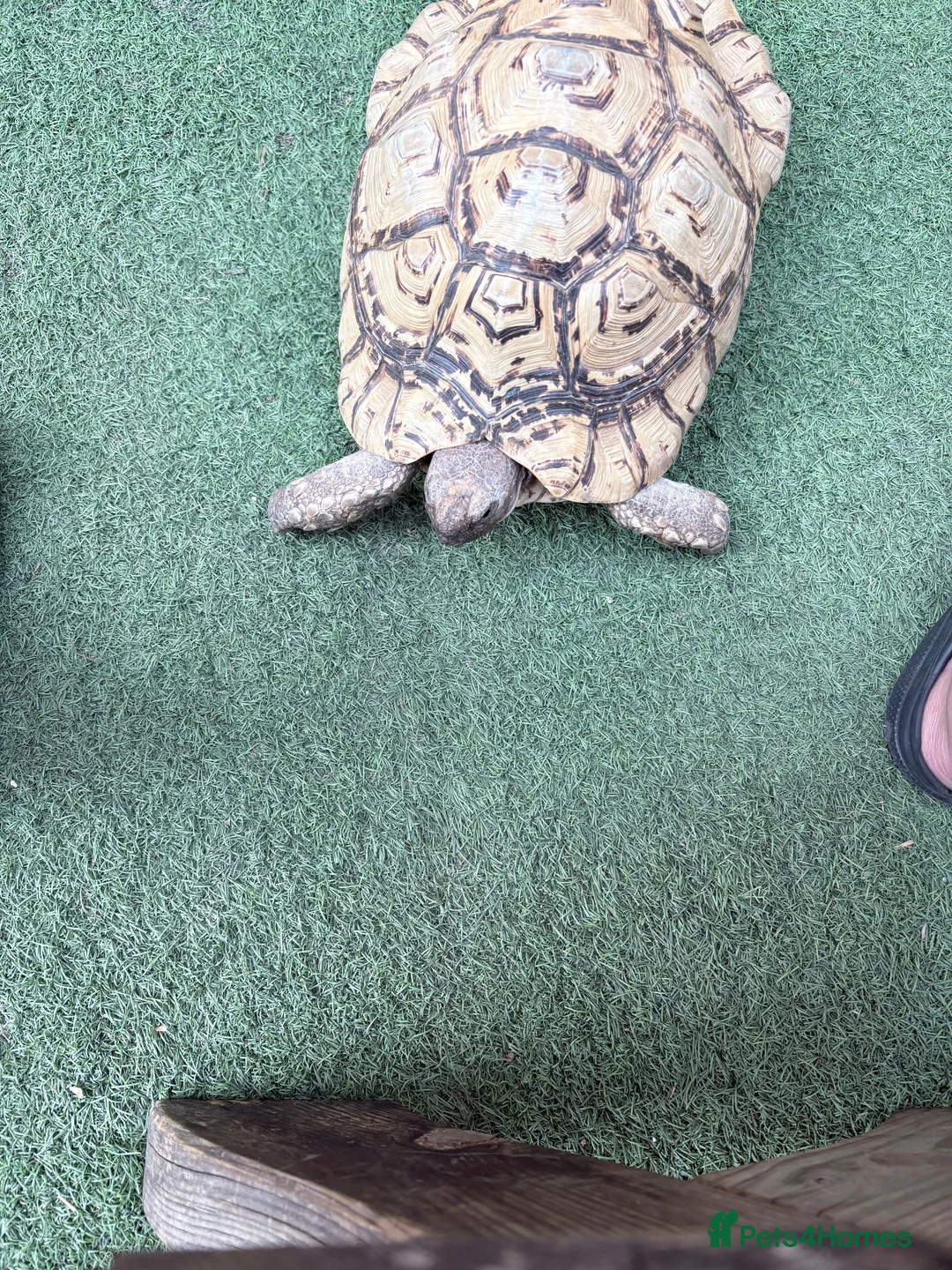 Mixed Breed reptiles for sale: Tortoise for sale  - Advert 1
