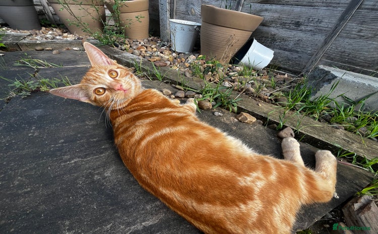 Domestic Shorthair cats Cheeto - Advert 2