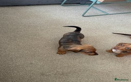 Miniature Dachshund dogs for sale: 5 miniature dachshund puppies  - Image 25