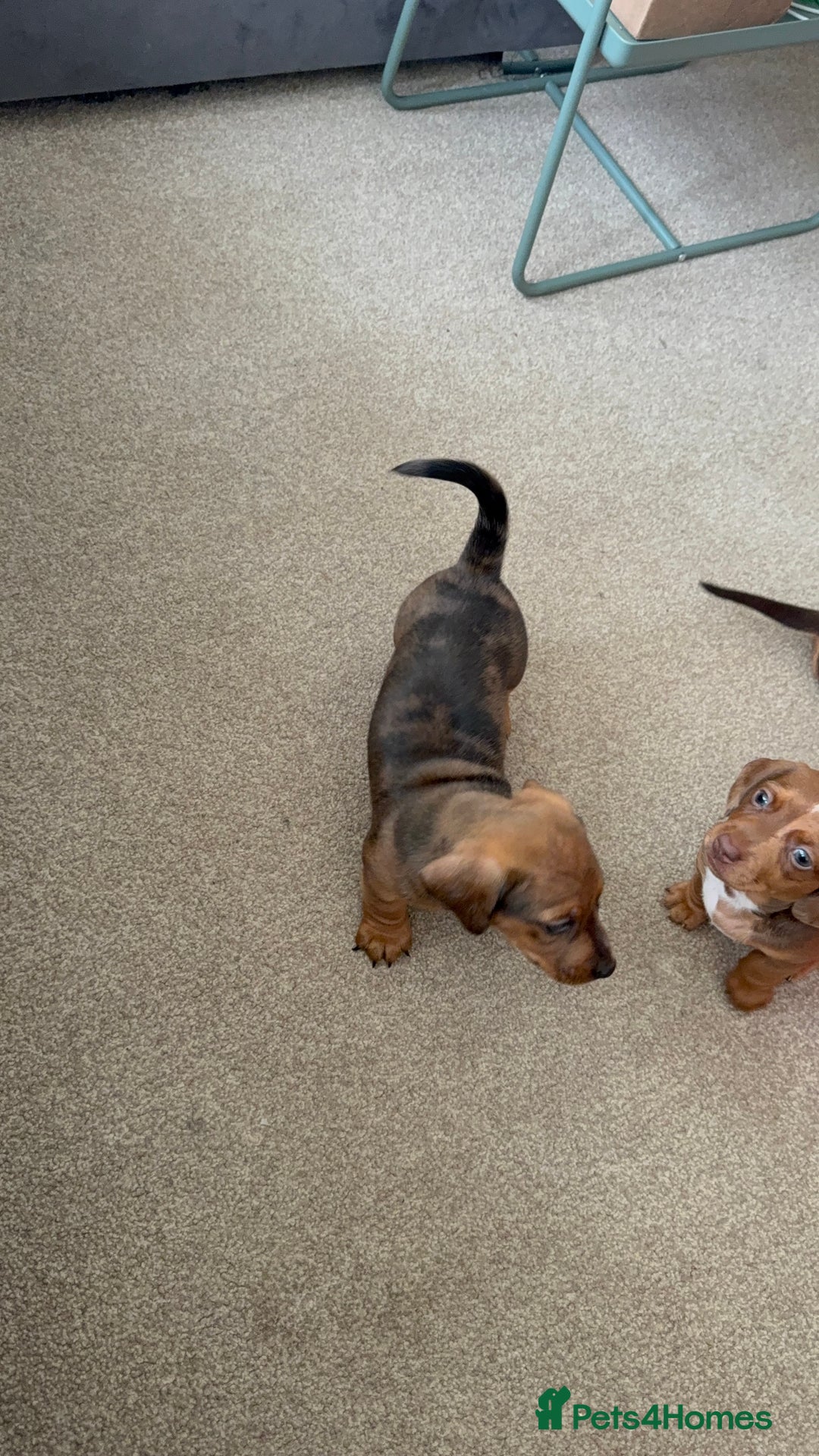 Miniature Dachshund dogs for sale: 5 miniature dachshund puppies  - Image 25