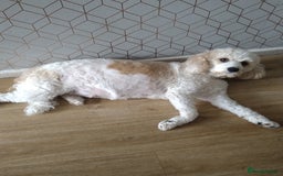 Mixed Breed dogs for sale: Cavapoochon pups litter due 13/09/25 7 confirmed  - Image 5