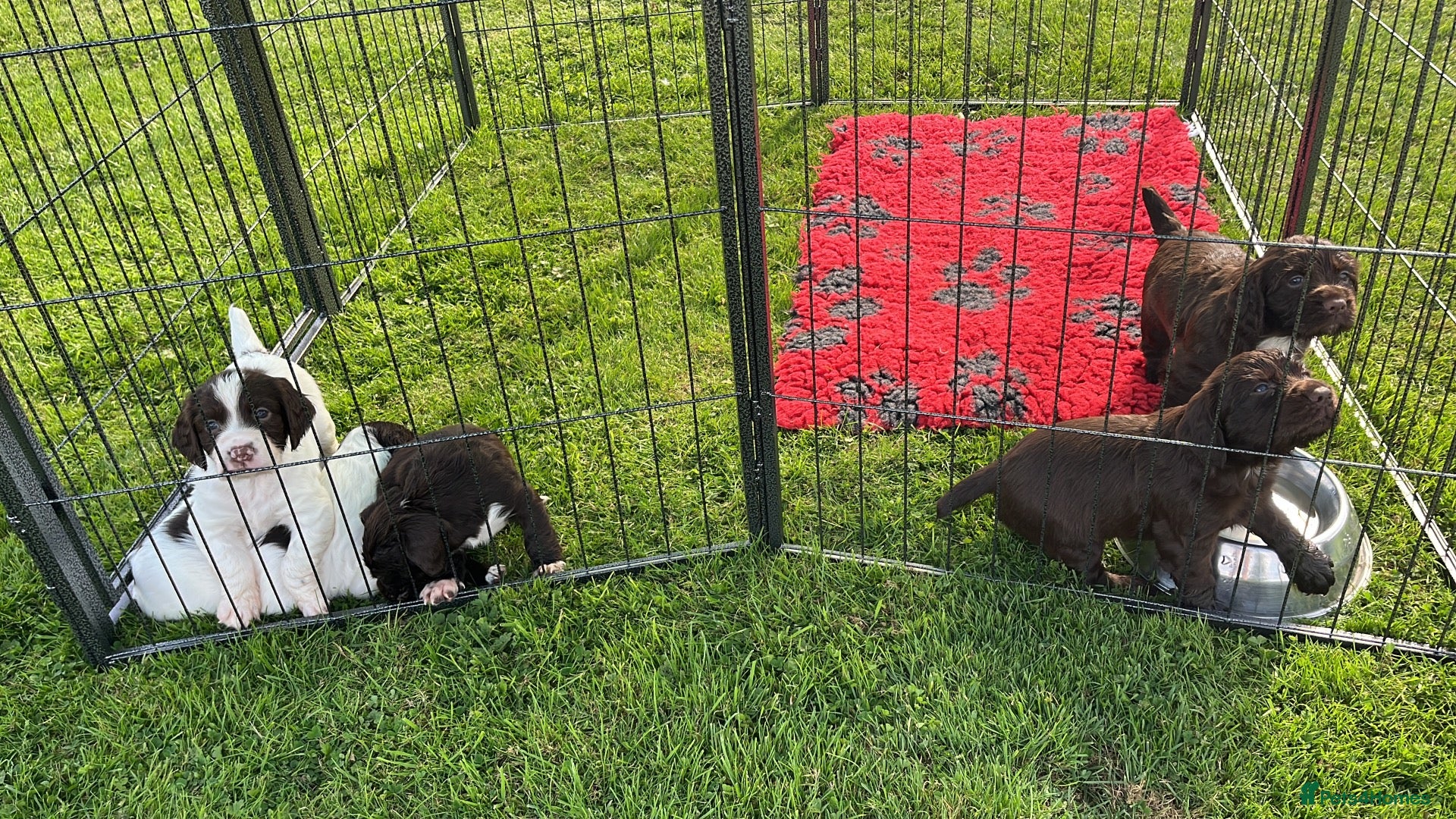Sprocker dogs Sprocker Puppies - 4th generation.  - Advert 1