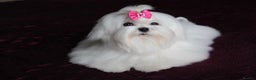 Maltese dogs for sale: Gorgeous Tiny Maltese Puppies - Advert 12