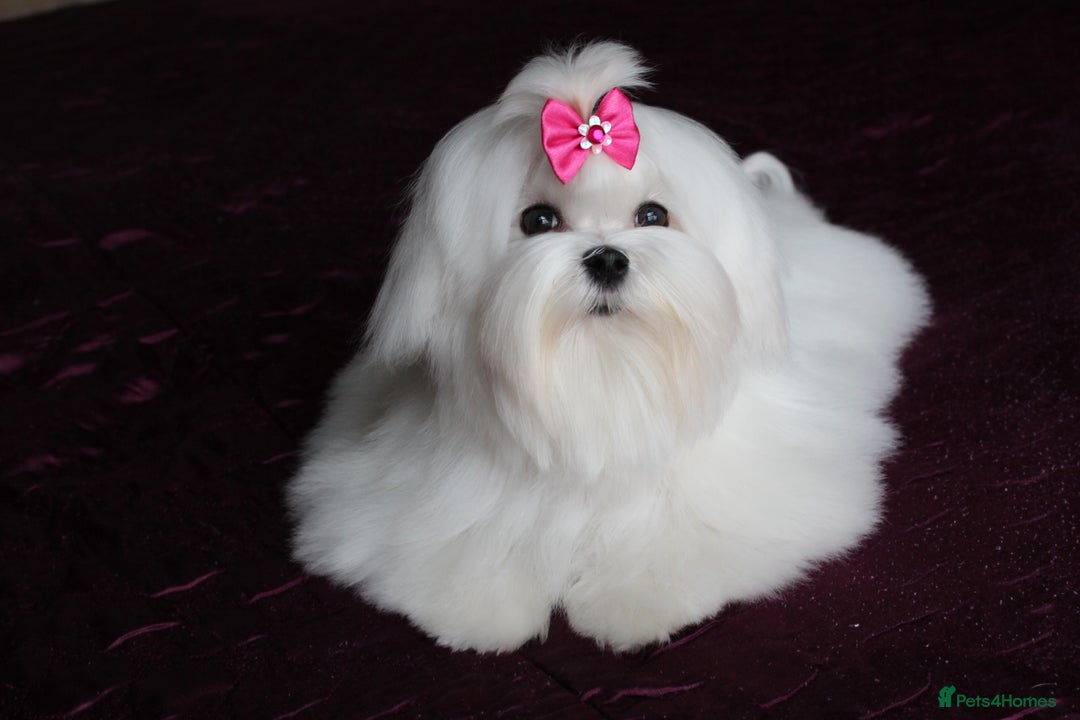 Maltese dogs for sale: Gorgeous Tiny Maltese Puppies - Advert 12
