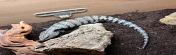 Skink reptiles for sale: Blue tongue skink with setup for rehome  in Nottingham - Advert 5