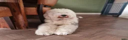 Sheepadoodle dogs for sale: Ultimate Pedigree F1 Sheepadoodles  - Advert 19