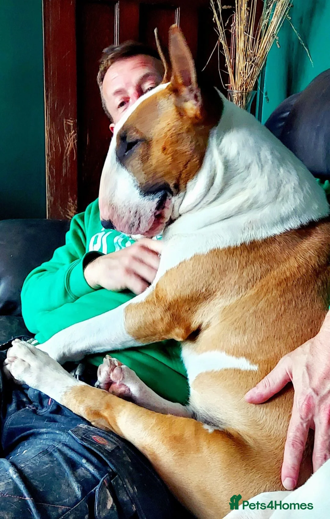 Bull Terrier dogs for stud: Stud English Bull Terrier  - Advert 2