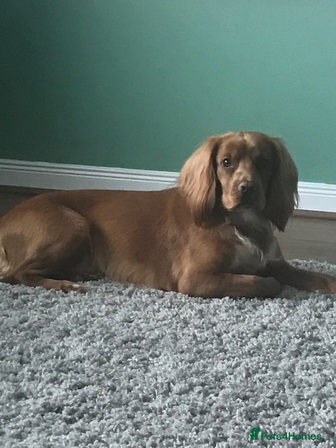 Cocker Spaniel dogs for stud: Proven working KC reg Cocker Spaniel for stud.  in Bathgate - Advert 5