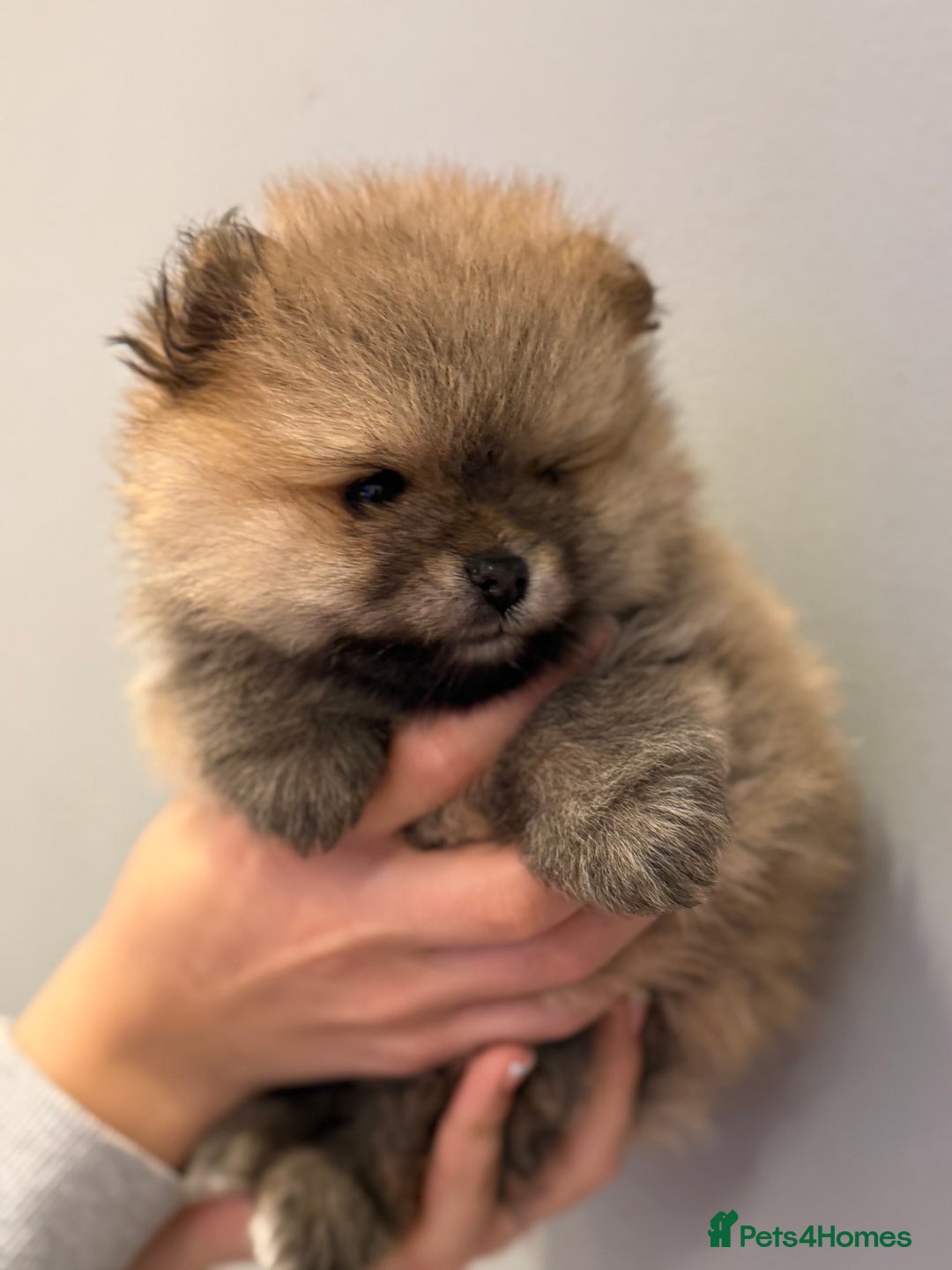 Pomeranian dogs for sale: Pomeranian puppies for sale .  - Advert 10