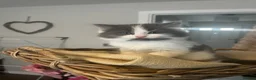 Mixed Breed cats for sale: Adorable chunky fluffy kittens - Advert 9