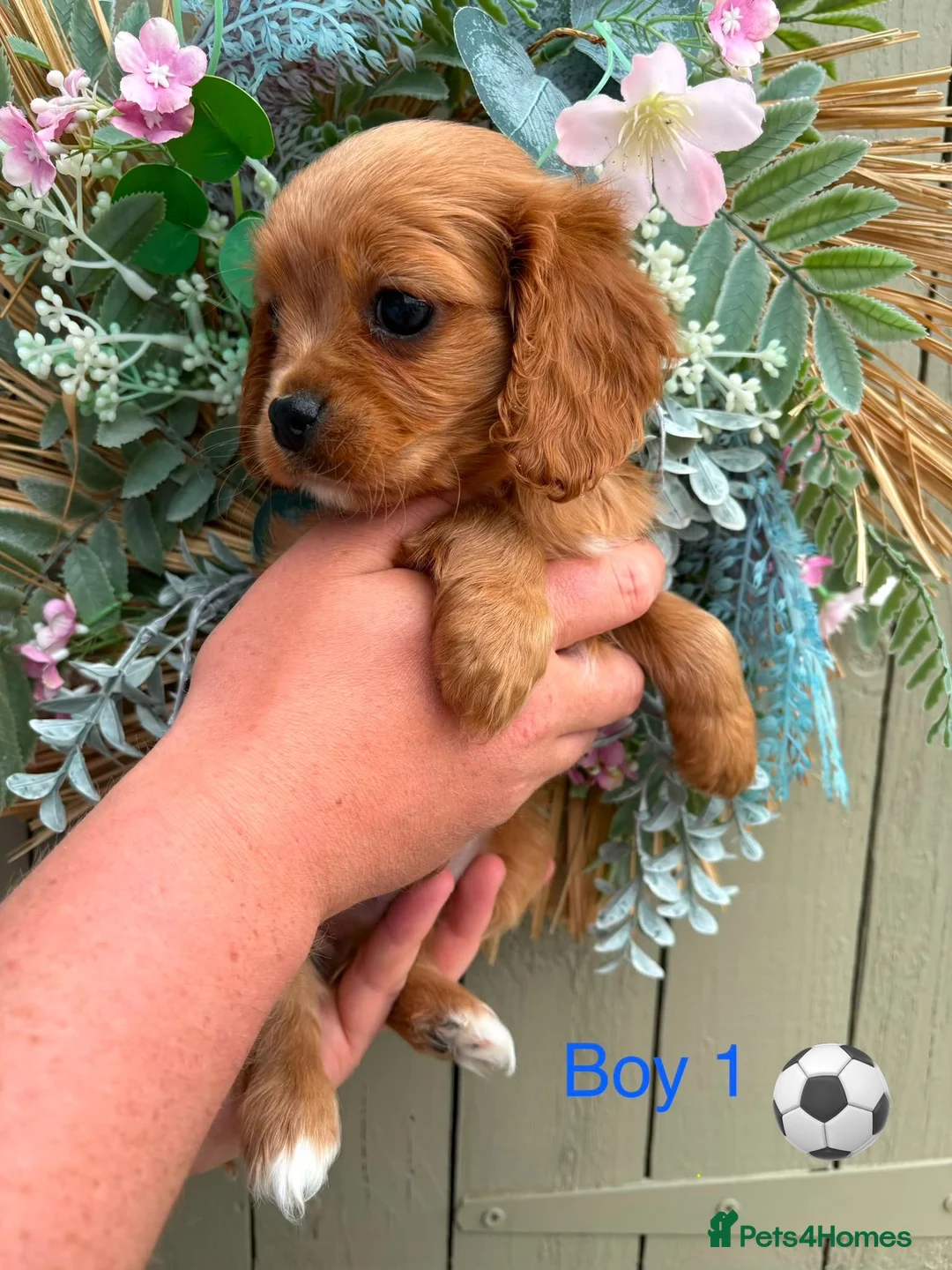 Cavapoo dogs for sale: Stunning litter of Cavapoos  - Advert 2