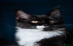 Maine Coon cats for sale: Pedigree Maine Coon Kittens (TICA) - Image 39