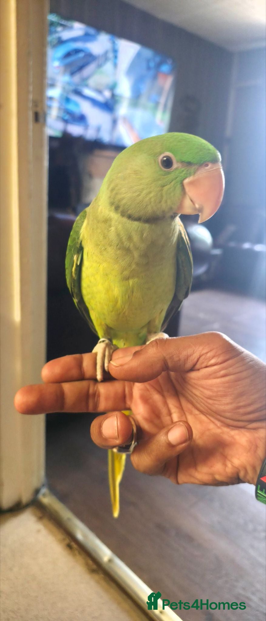 Parakeets birds Beautiful Hand-Reared Baby Parrot – Ready now - Advert 19