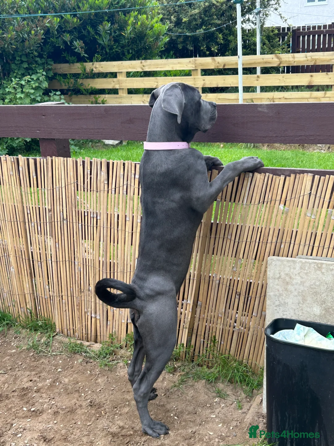 Cane Corso dogs for sale: Cane Corso  - Advert 1