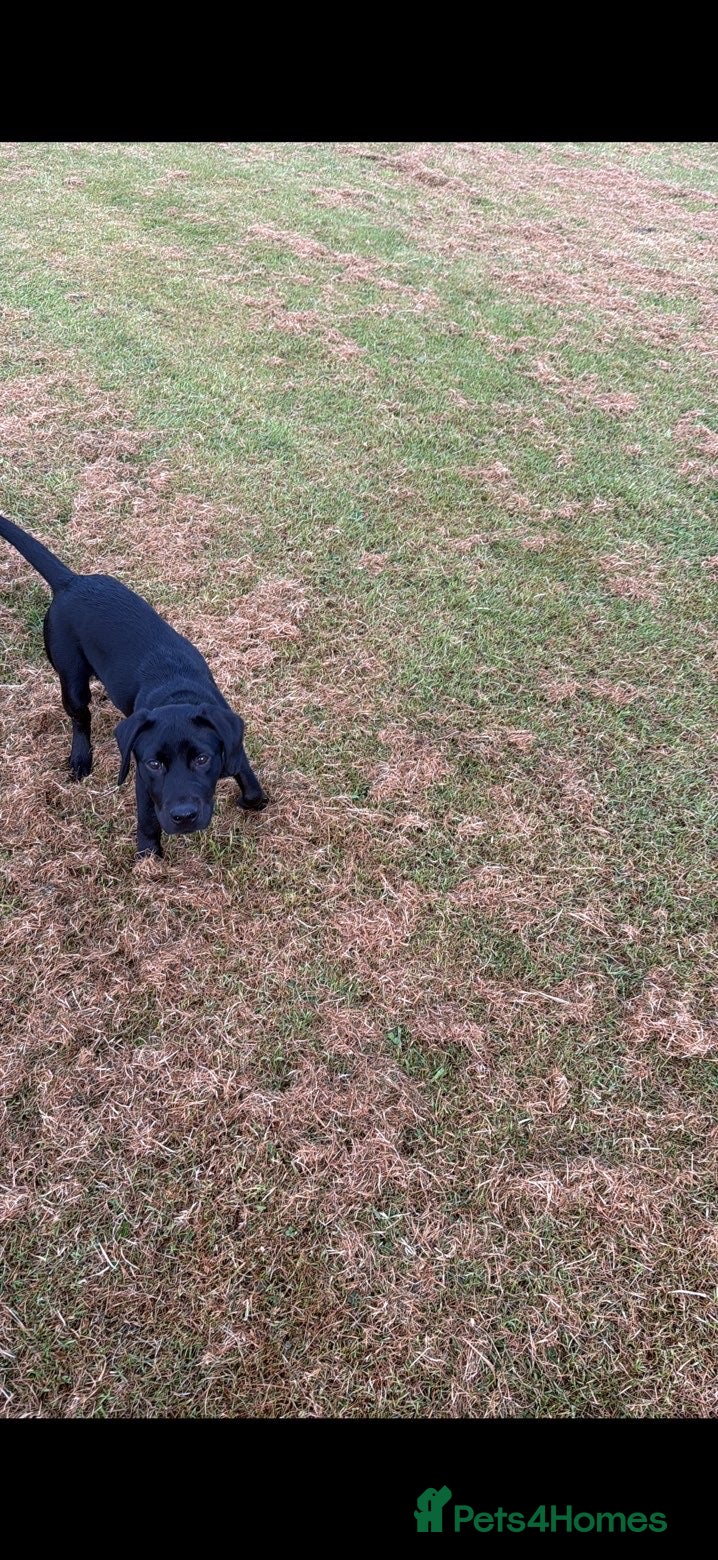 Labrador Retriever dogs for sale: Black Labrador puppy - Advert 6