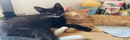 British Shorthair cats for sale: Beautiful kittens ready for loving homes. in London - Advert 6