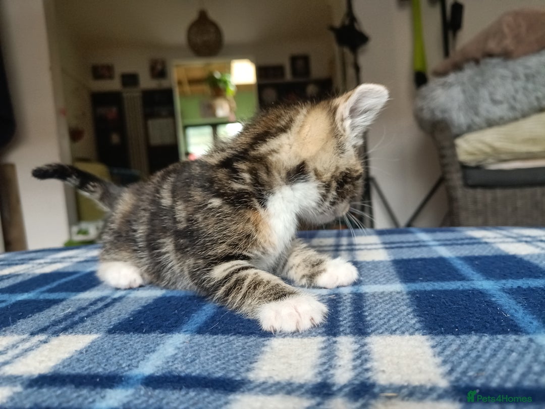 Mixed Breed cats for sale: Calico Mum, Tabby Dad kittens for sale - Image 8