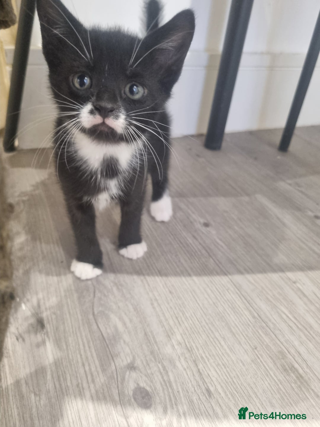 British Shorthair cats for sale: Kittens for sale - Advert 7