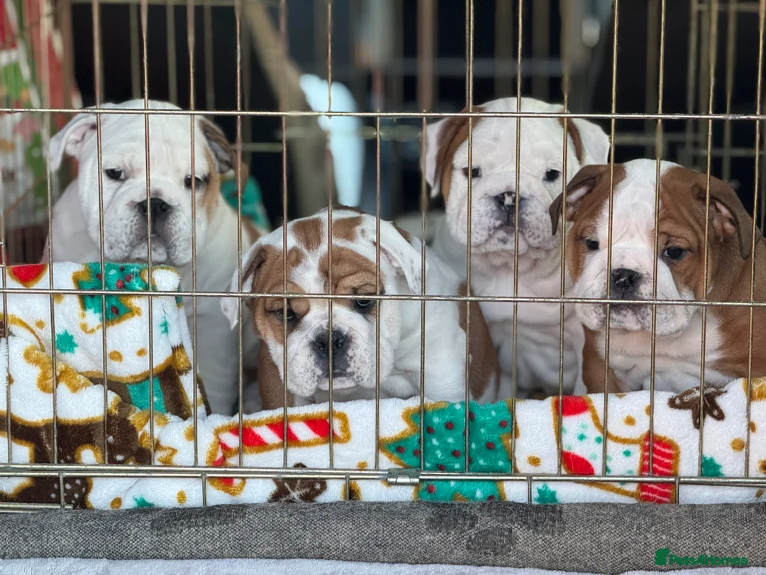 English Bulldog dogs for stud: Gold 🥇Health Tested KC registered Boy in Newport - Advert 14