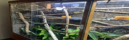 Gecko reptiles for sale: Madagascan giant day geckos with vivarium - Advert 3