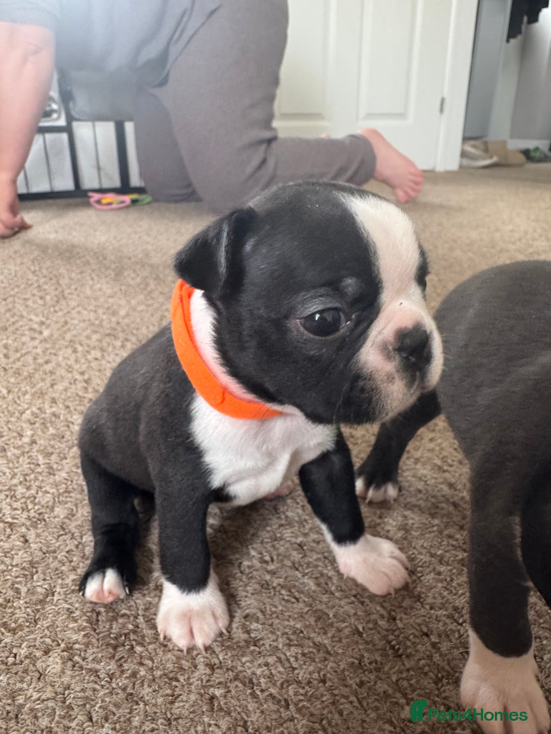 Boston Terrier dogs for sale: Beautiful Boston Terrier Puppies for Loving Homes - Image 16
