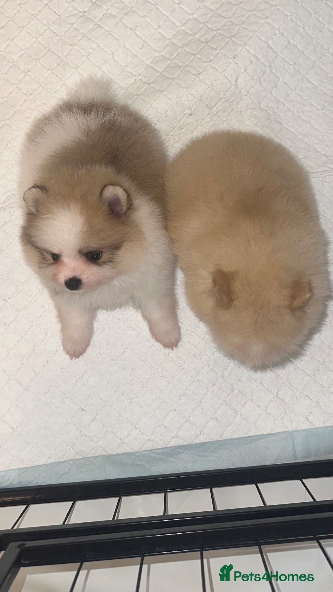 Pomeranian dogs Double coated true to type Pomeranians  - Advert 2