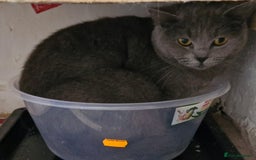 British Shorthair cats for sale: Gorgeous BSH - Image 2