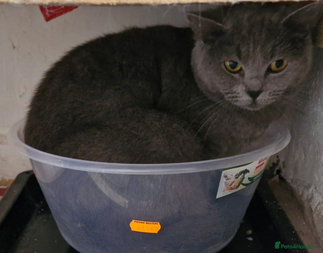 British Shorthair cats for sale: Gorgeous BSH - Image 2