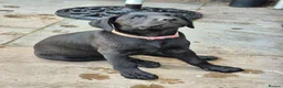 Labrador Retriever dogs for sale: Labrador pups - Advert 8